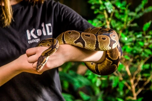 dyrepasser01_511x339_acf_cropped_511x339_acf_cropped